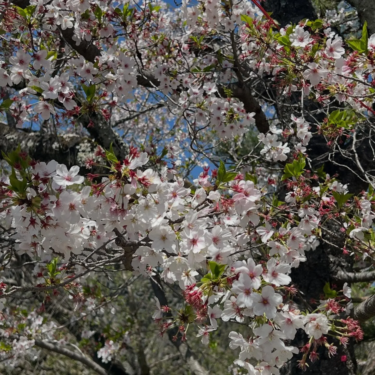 《 今週金、土限定アラカルト営業します 》