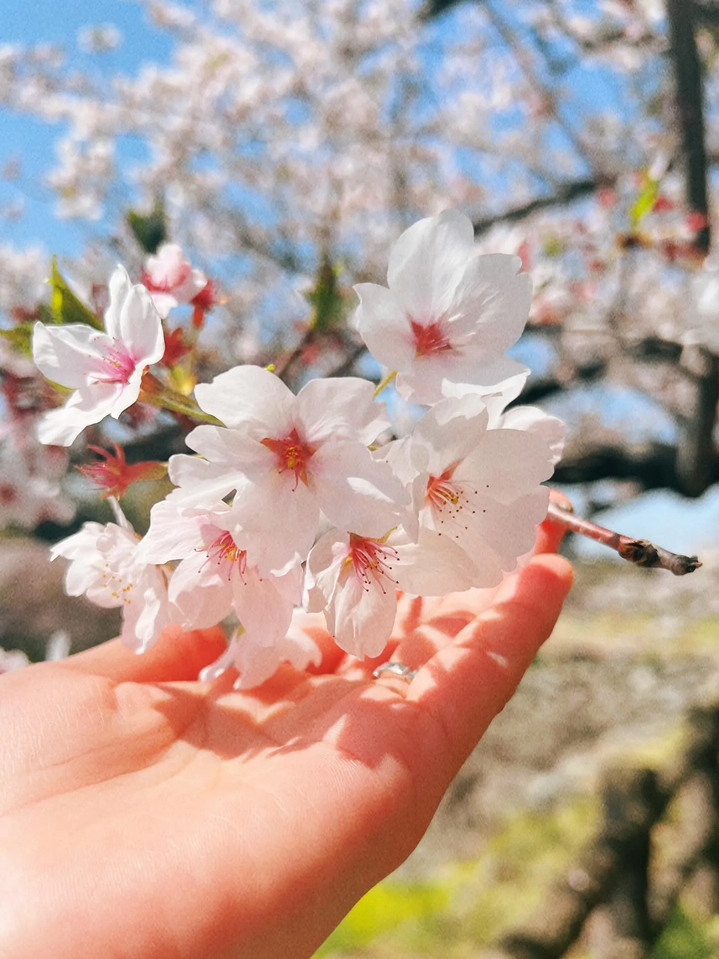 《 ディナーのご予約状況と営業予定 》